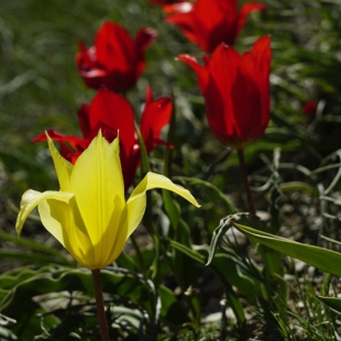 Tulipa sosnowski & florenskyi